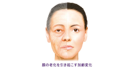 肌の老化を引き起こす加齢変化