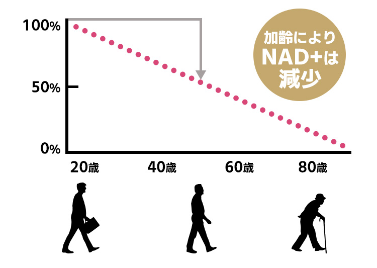 加齢によりNAD+は減少