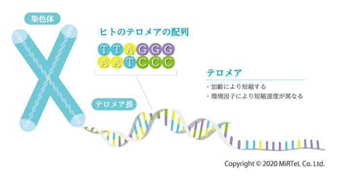 テロメアテスト