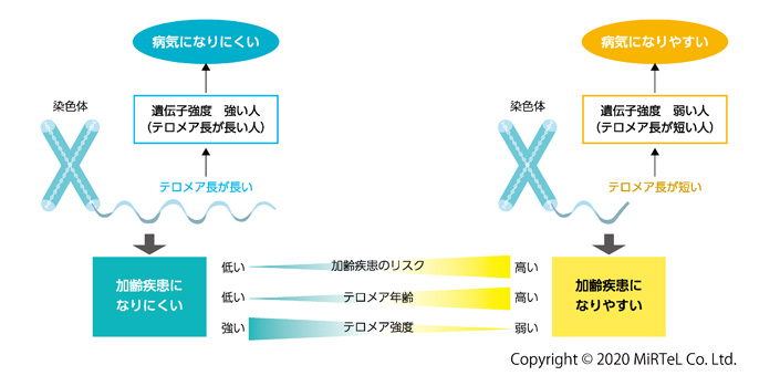 テロメアテスト